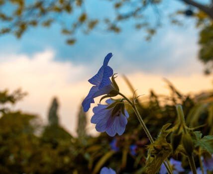 Les plantes les plus adaptées pour un jardin de rocaille