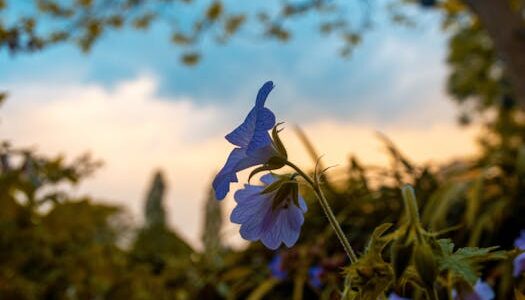 Les plantes les plus adaptées pour un jardin de rocaille